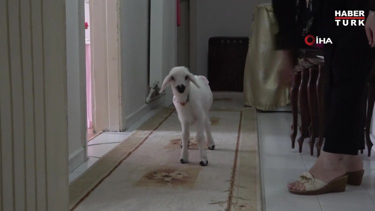 Annesinin reddettiği kuzuya, sağlıkçı şefkati