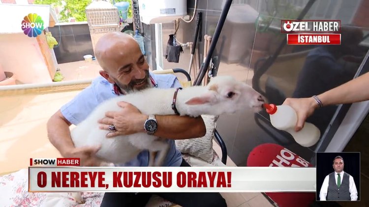 "Kuzum nereye ben oraya"