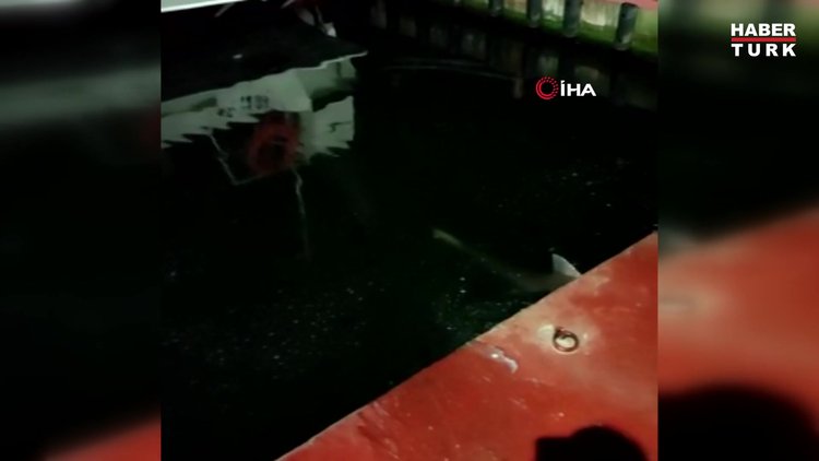 Haliç'te balıkçının oltasına köpek balığı takıldı