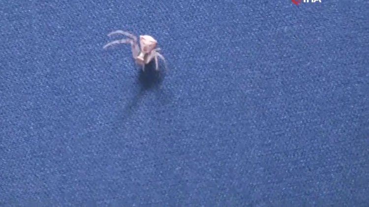 İnsan yüzlü örümcek Türkiye'de yine görüldü