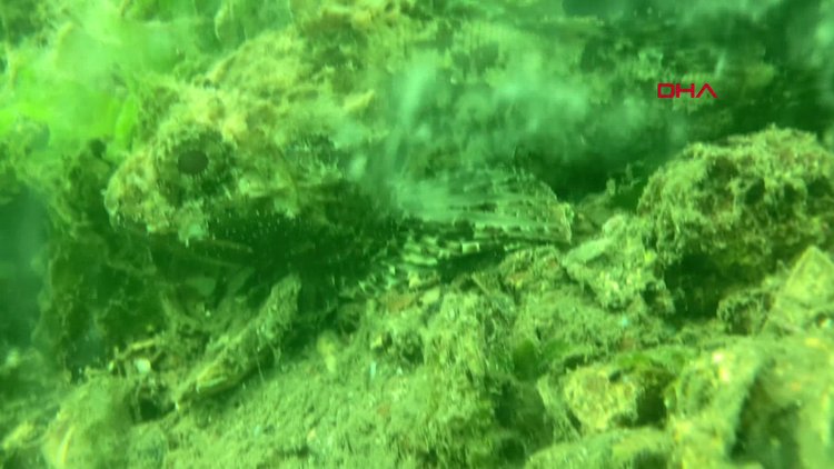 Müsilajın deniz altında yarattığı tahribat böyle görüntülendi