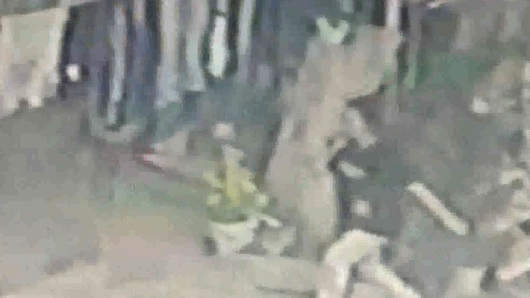 İstanbul'da pitbull dehşeti! 16 yaşındaki kız 56 adet dikiş atıldı