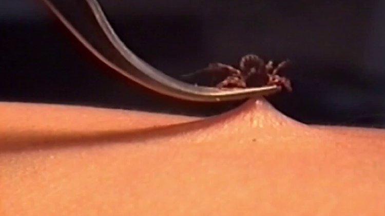 Kene ölümleri artıyor!