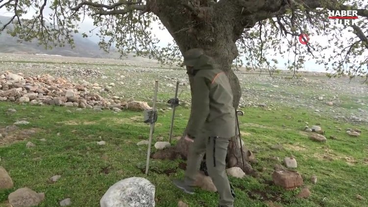 Cudi Dağına bırakılan nesli tükenme tehlikesi altındaki ceylanlar sıkı şekilde takip ediliyor