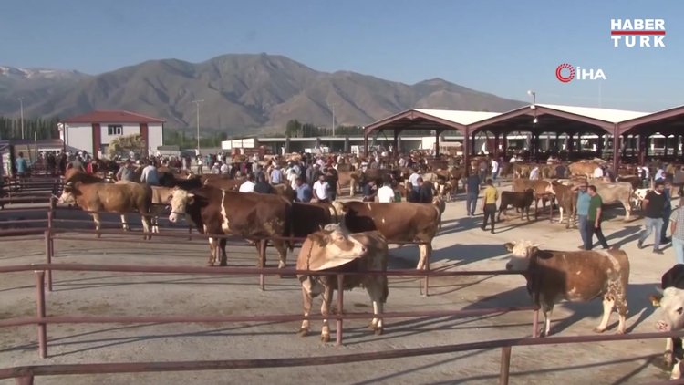 Kurban pazarlarında hareketlilik başladı