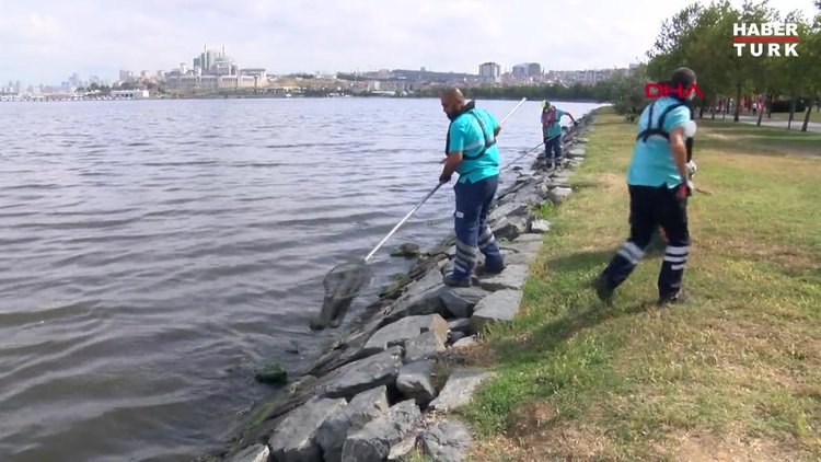 Küçükçekmece Gölü'nde kıyıya vuran ölü balıklar toplanıyor
