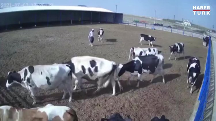 Boğanın saldırısına uğrayan çoban yaralandı