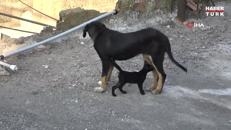 Yavru kedi ile köpeğin gülümseten dostluğu
