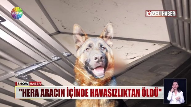 Alisverise Giderek Aracin Bagajinda Unuttugu Kopek Havasizliktan Can Verdi Gundem Haberleri