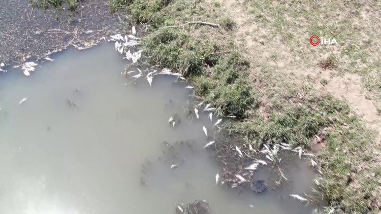 Kızılırmak'tan su yerine adeta ölü balık akıyor
