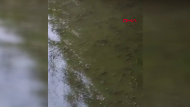 Asi Nehri'nde korkutan görüntü! İnceleme başlatıldı