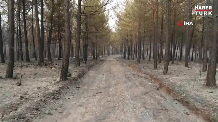 Muğla'da ormanlar alev alev yandı! Tahribat gün aydınlanınca ortaya çıktı