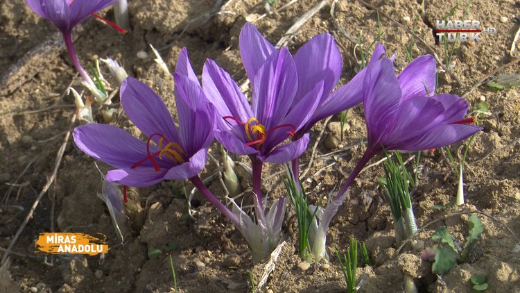 Miras Anadolu - 7 Ağustos 2021 (Dünyanın en pahalı baharatı safranın hikayesi...)