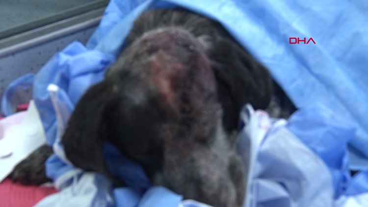 Sopayla öldüresiye dövülen 'duman' ameliyat edildi