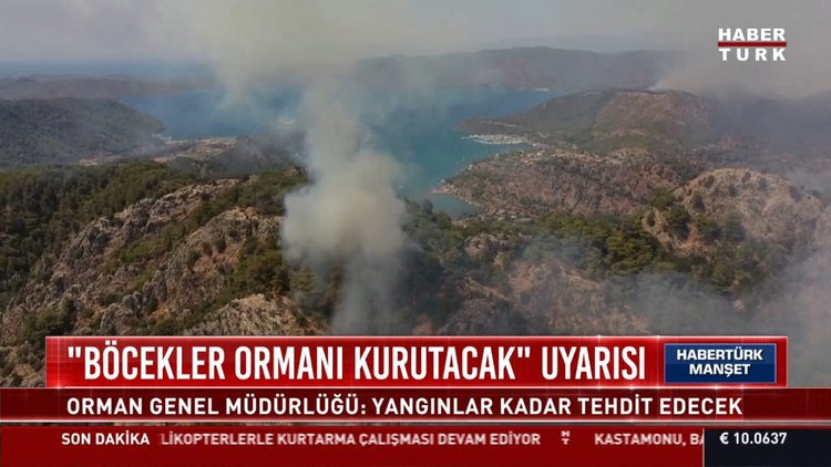 "Böcekler ormanları kurutacak" uyarısı
