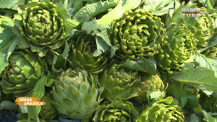 Miras Anadolu - 14 Ağustos 2021 (Doğanın mucizesi otların izinde Urla…)