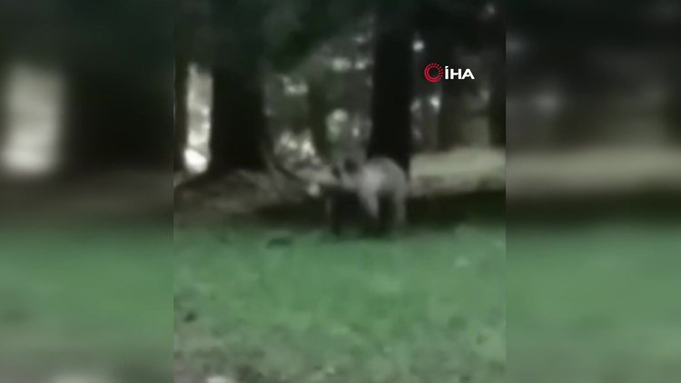 Ayıyla öz çekim yaptı