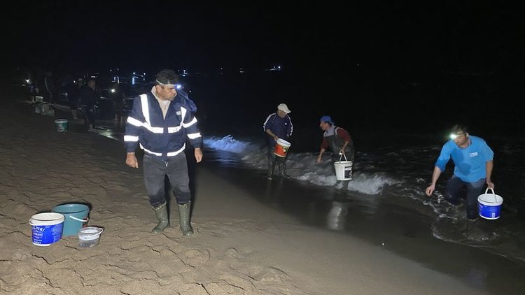 Amasra'da tonlarca balık kıyıya vurdu, kovayı alan sahile koştu