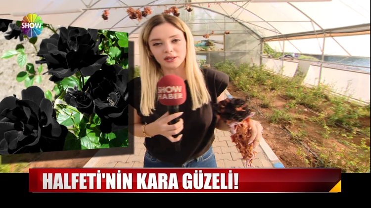 Kilosu 80 bin dolar!