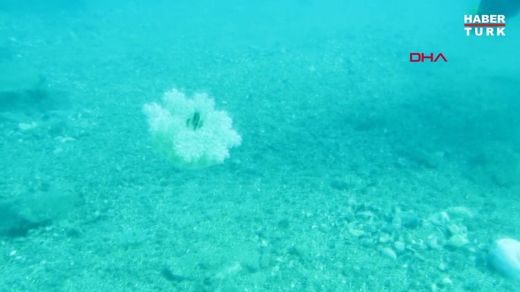 DENİZE GİRENLERE ELEKTRİK GİBİ ÇARPAN 'DENİZANASI' UYARISI