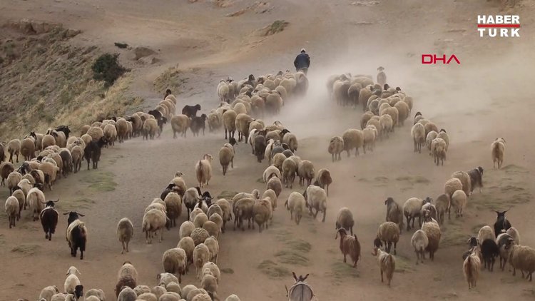 KURAKLIK NEDENİYLE YAYLADAN ERKEN DÖNÜŞ