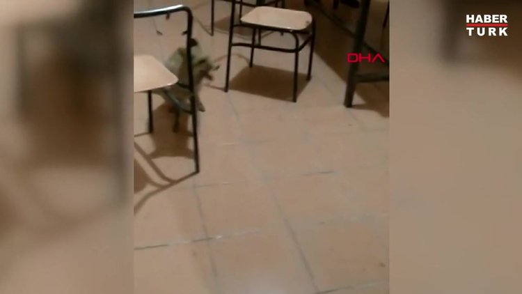 Tilki, şantiyenin maskotu oldu