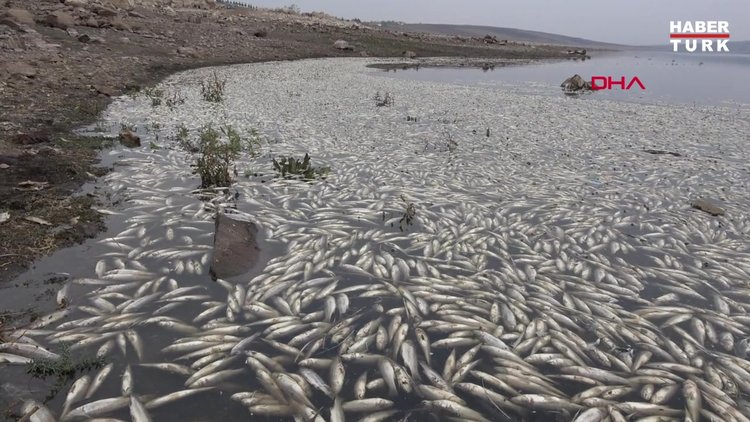 Siverek'te Hacıhıdır Barajı Gölü'nde binlerce balık kıyıya vurdu