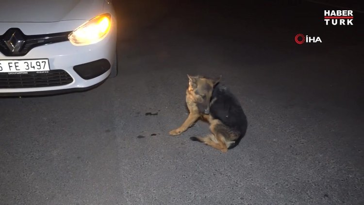 Polis yaralı köpeği severek acısını dindirmeye çalıştı