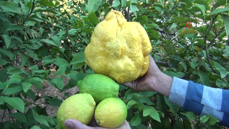 İşte Türkiye'nin en büyük limonu! Tam 2 kilo 40 gram