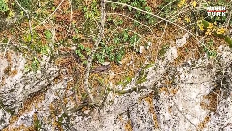 Horma Kanyonu'nda su samuru görüntülendi