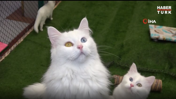 Van'daki kedi villasında 100 yavru Van kedisi dünyaya geldi