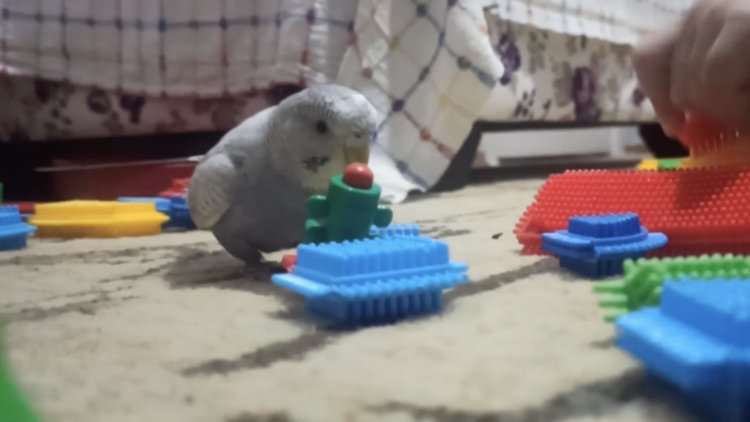 Bu muhabbet kuşu oyun oynamaya bayılıyor