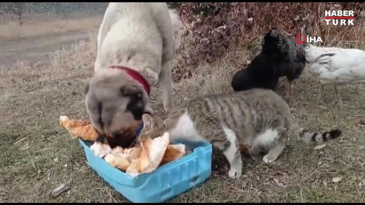 Kedi, köpek ve tavuk aynı kaptan yemek yiyor