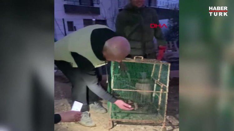 Ormanın hayalet kedisi tavuk kümesinde yakalandı