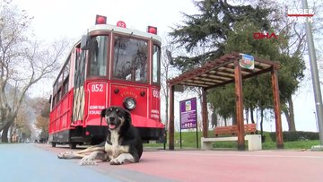 Sokak köpeği 'kara tren' tramvayın eskortu