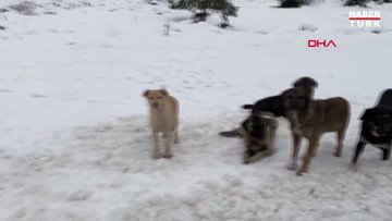 Dağa terk edilen köpeklere sürücülerden yardım eli