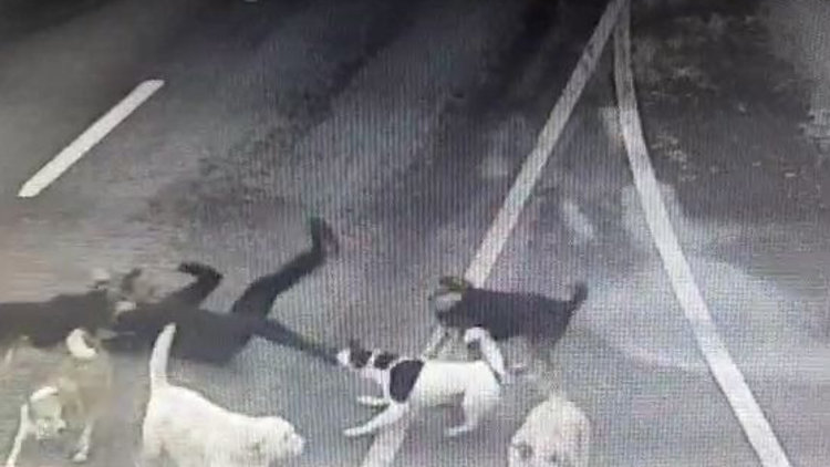 Bakırköy'de iş adamının sokak köpeklerinin saldırısında yaralandığı anlar kamerada