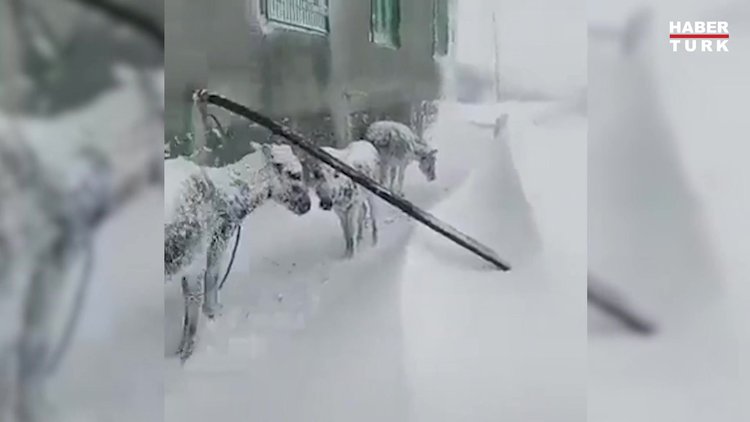 Kan donduran görüntü! Eşeklere ne oldu?