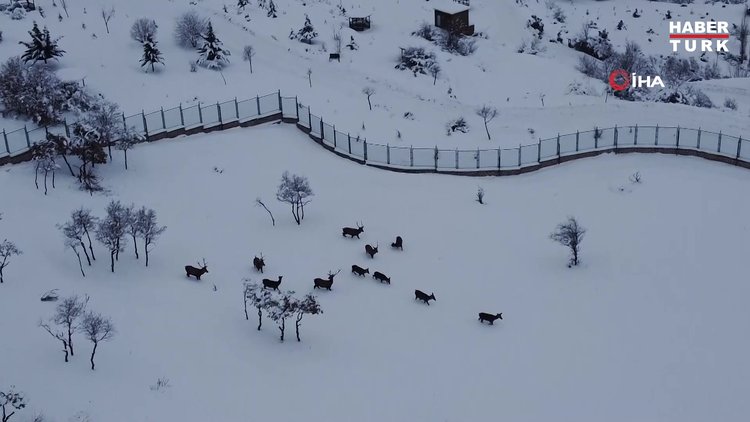 Türkiye'nin ilk fauna alanında kış güzelliği... Tabiat parkındaki yaban hayvanları böyle görüntülendi