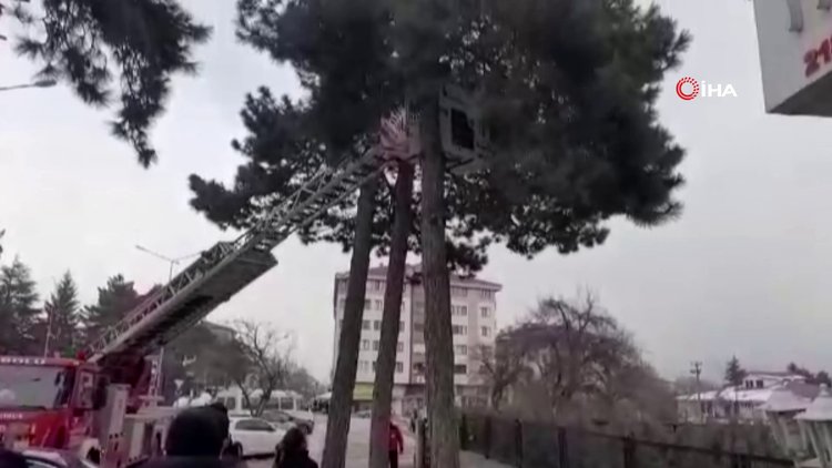 Köpeklerden kaçarken ağaçta mahsur kalan kedi kurtarıldı