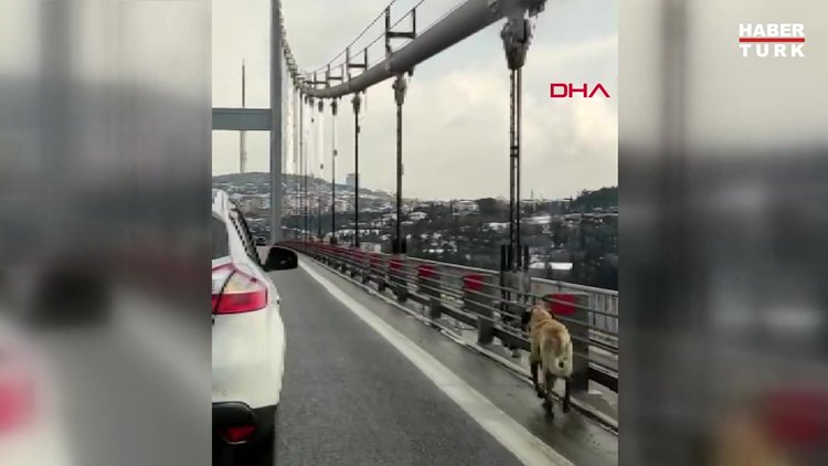 KÖPRÜDEN GEÇEN SOKAK KÖPEĞİNE GÜVENLİK KONVOYU