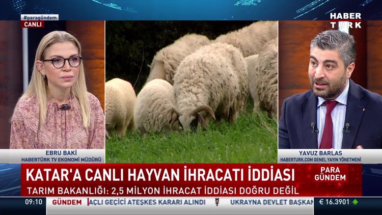 Katar'a canlı hayvan ihracatı iddiası