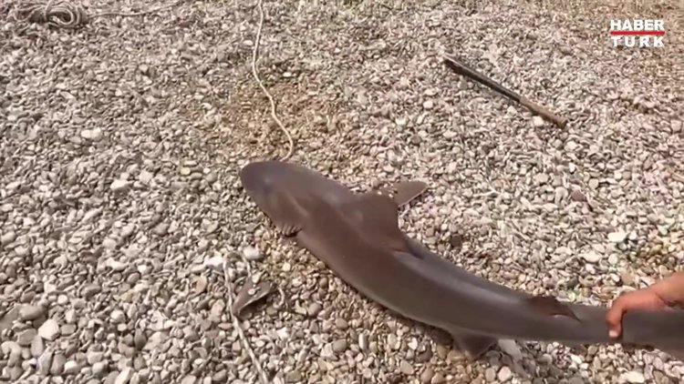 Balıkçının oltasına kum köpek balığı takıldı
