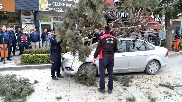 Şiddetli fırtına ağacı kökünden söktü!