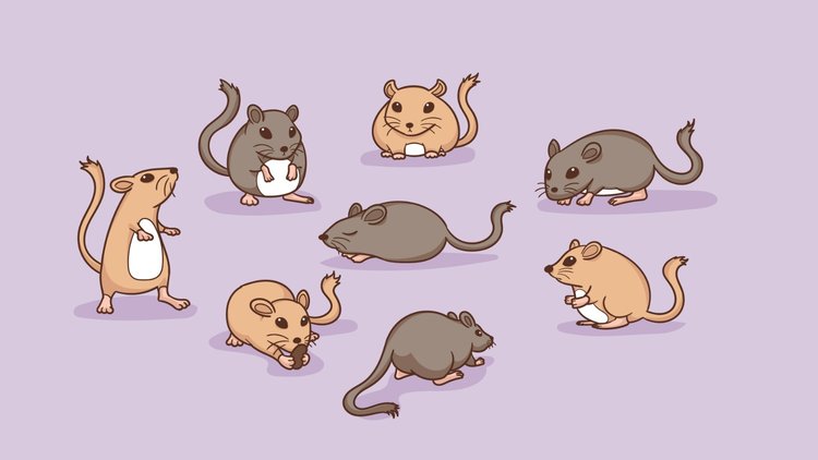 Esra Şaşmaz ile Masal Zamanı: Tarla Faresi ile Şehir Faresi