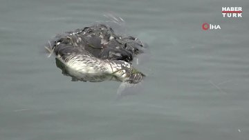 Kara gerdanlı dalgıç kuşu ölümleri araştırılıyor