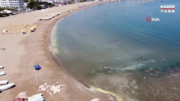 Deniz sarıya boyandı, binlerce arı öldü! Gerçek bakın ne çıktı