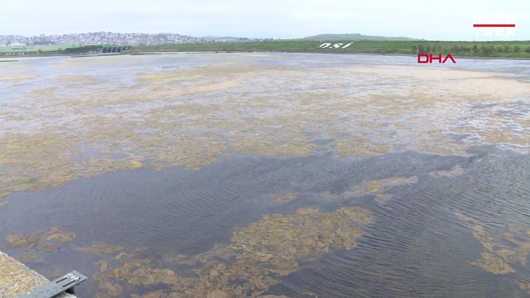 Büyükçekmece Gölü'nde yosun istilası