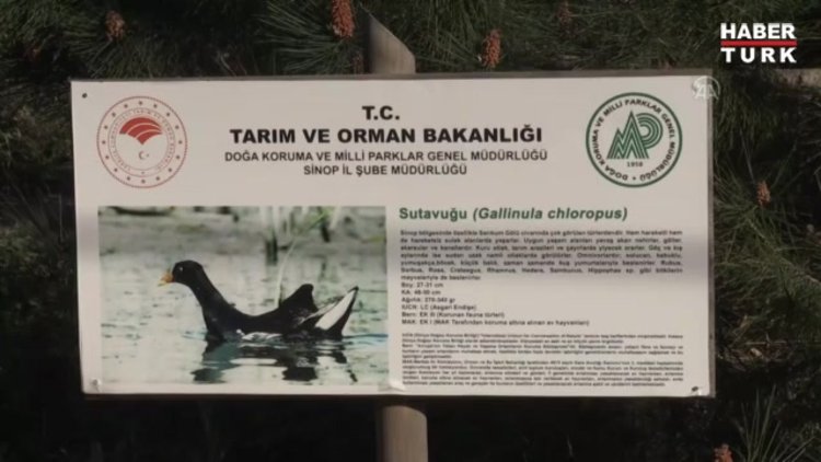 Kuş gözlemcilerinin yeni rotası: Sarıkum Tabiat Koruma Alanı