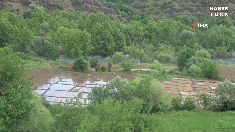 Derecik'te zorlu çeltik ekimi başladı